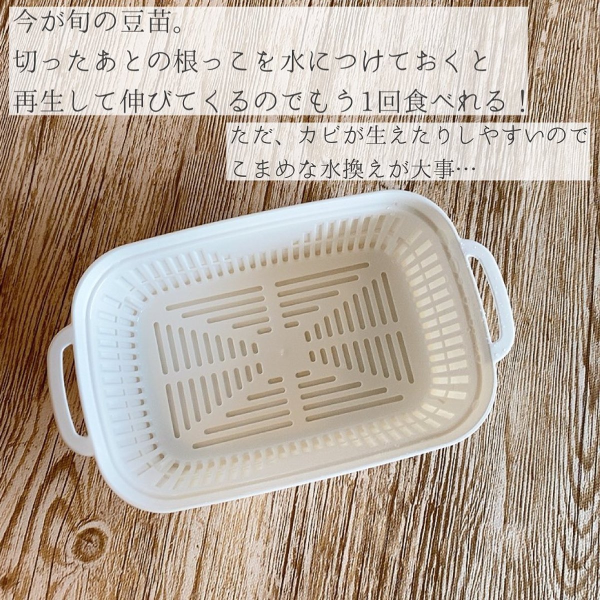 Prime編集部 暮らしの質をあげるアイテム情報配信中 Posted By Pointmaruchin 他の投稿も気になる方はこちらから T Co 4sh9nfojel 百均 100均グッズ ダイソー購入品 キャンドゥ購入品 栽培キット 豆苗栽培 家庭菜園 家庭菜園