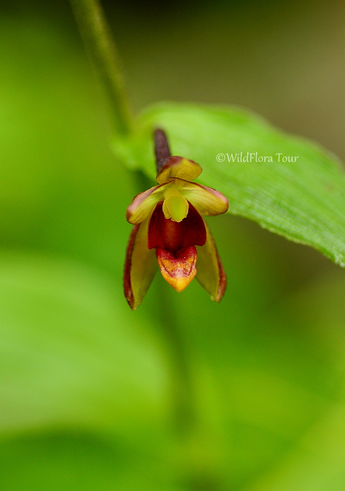 Epipactis mairei from northern Sichuan. This is a medium-sized terrestrial orchid growing in thickets, grasslands, riverbeds at an elevation of 1200-3200 m.