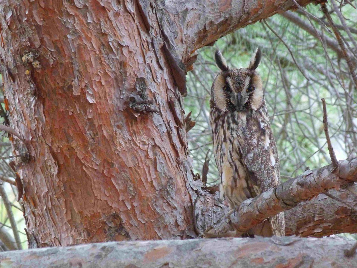 andymus1's tweet photo. New job @_BTO in my Information Systems team! We're looking for a database developer to join us to support the vital work we do to understand birds and the wider environment. Details at https://t.co/rI24HdpjE1. Bonus points if you can guess (very obscure) link between photo &amp; job https://t.co/TpWtIIivKn