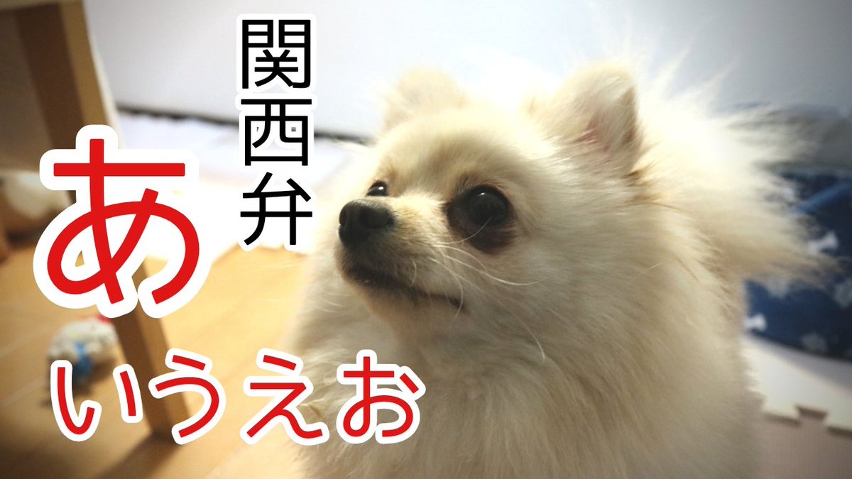 くーちゃんねる Koooochannel 関西弁を講義する そんな くーちゃん ポメラニアン 犬のいる暮らし 犬好きな人と繋がりたい わんこ ペット ポメラニアンのいる暮らし ポメラニアン部 うちの犬 犬の気持ち 関西弁あいうえお T Co