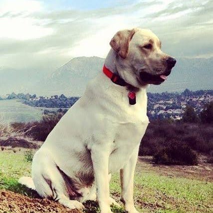 Labrador Retriever Dogs Lovers🇺🇸 tweet media