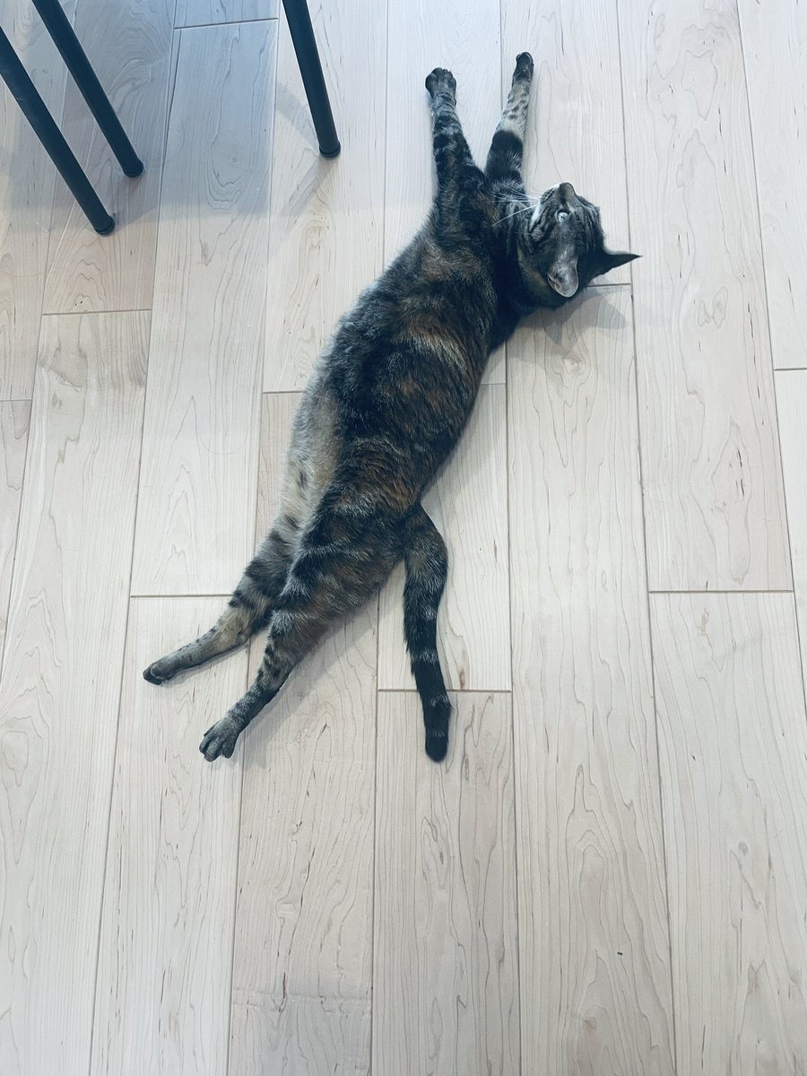 たけのこスカーフ Auf Twitter ねこがこのポーズをしてたら たとえ電話していようとも 伸びてかわいいね と言うことが義務付けられている