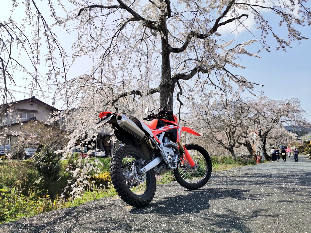 INFINIT_jp's tweet photo. 林道探索から〜の、お花見🌸(まだちょっと早かった🤣)

#CRF250L https://t.co/ouYsfN6WAW