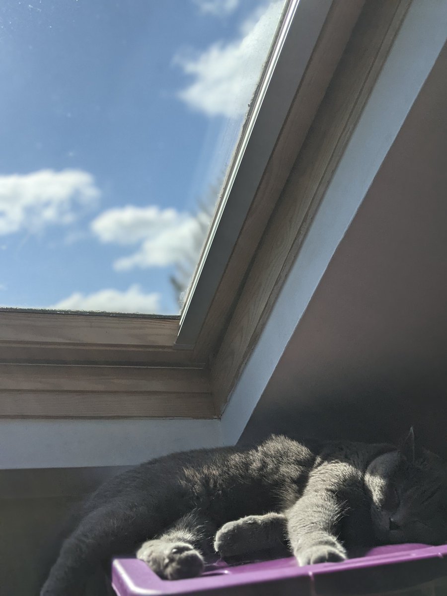 RonandSquidge's tweet photo. Happy #Friday folks! Nearly the weekend. Looking forward to doing what we do everyday.

Nothing. #CatsOfTwitter https://t.co/z3EhinQhrn