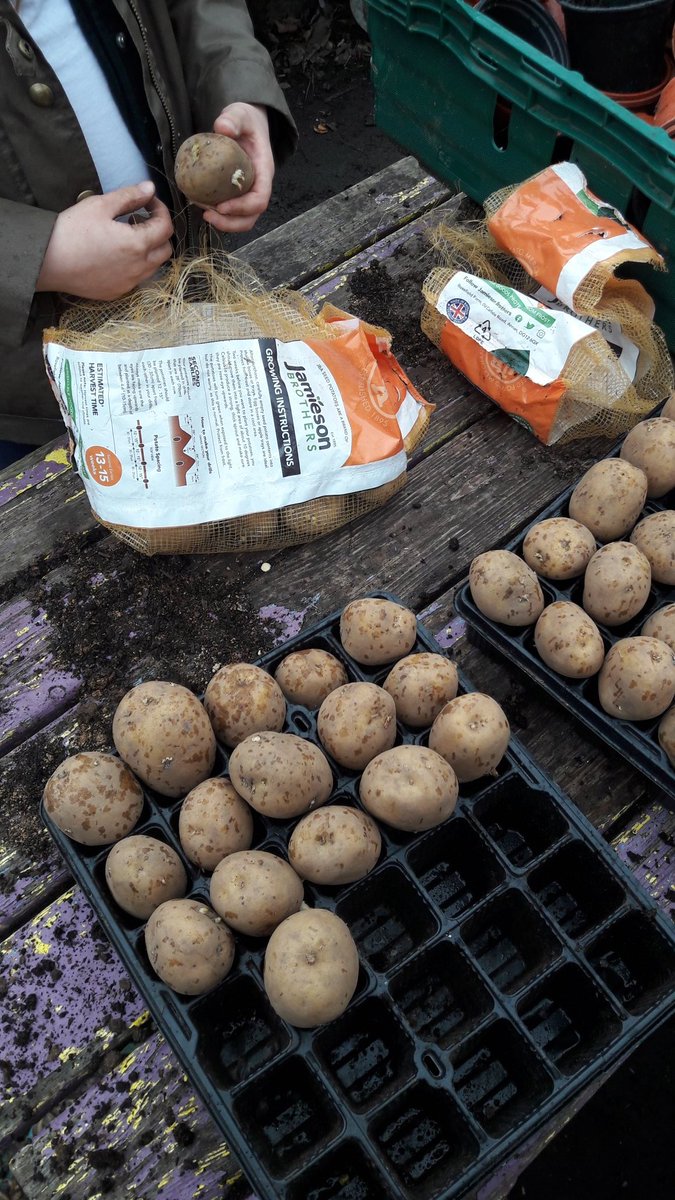 AtManorfield's tweet photo. More potato chitting this week. This time, our maincrop variety: 'maris piper'. The crop will be harvested in early Sept and used in our @KitchenTeaching. There is a rumour of a traditional East End pie and mash. Yum. @ManorfieldPri #schoolgardening #fieldtofork https://t.co/SpX1eBoeLX