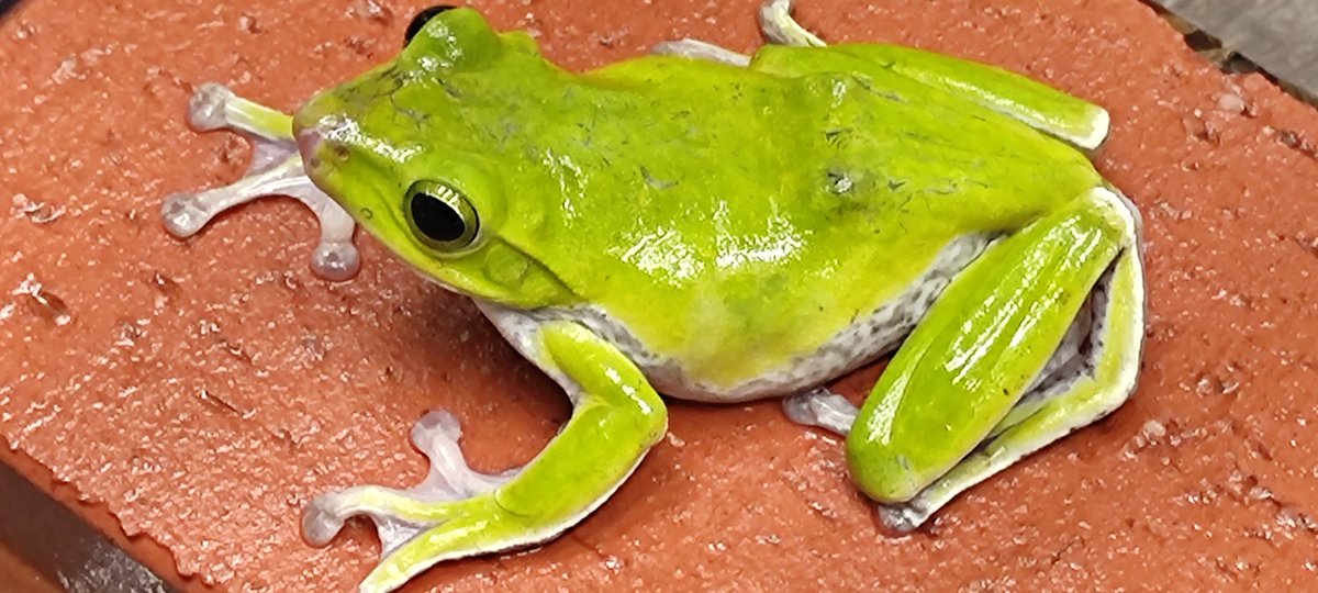 カエルブリード研究所 日曜日の爬虫類市場大阪の準備中です 丸っこくて可愛いチャコガエル上陸直後ミニミニサイズ 1ヶ月早い安心サイズ餌食いの良い個体選別 ベルツノガエル 流通が少ない奄美大島産のカエルやイモリ 種親水槽からアダルトヒメヌマ