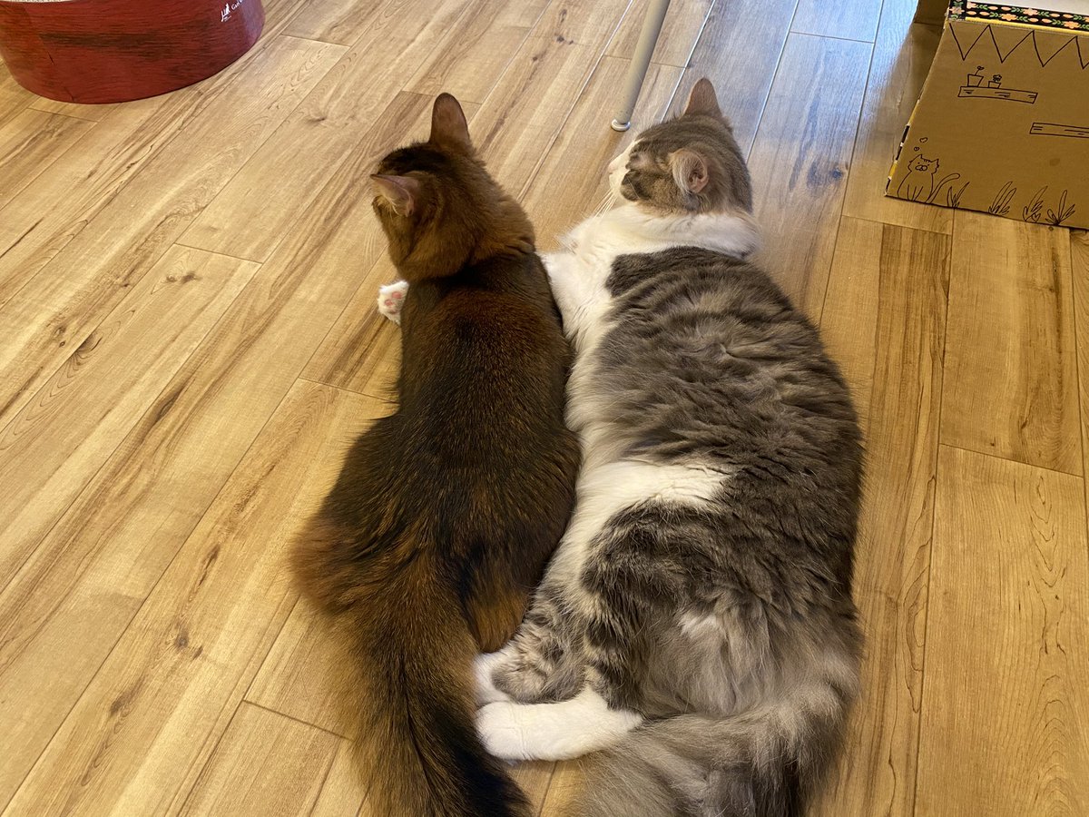 猫カフェ Nyao Nyao 本日もご来店ありがとうございました 今日はなぜかラブラブだったルッチとロメオです ちょっぴり困惑気味のロメオの表情が面白いですね Nyaonyao 猫カフェ 福岡 天神 警固 猫好きさんと繋がりたい