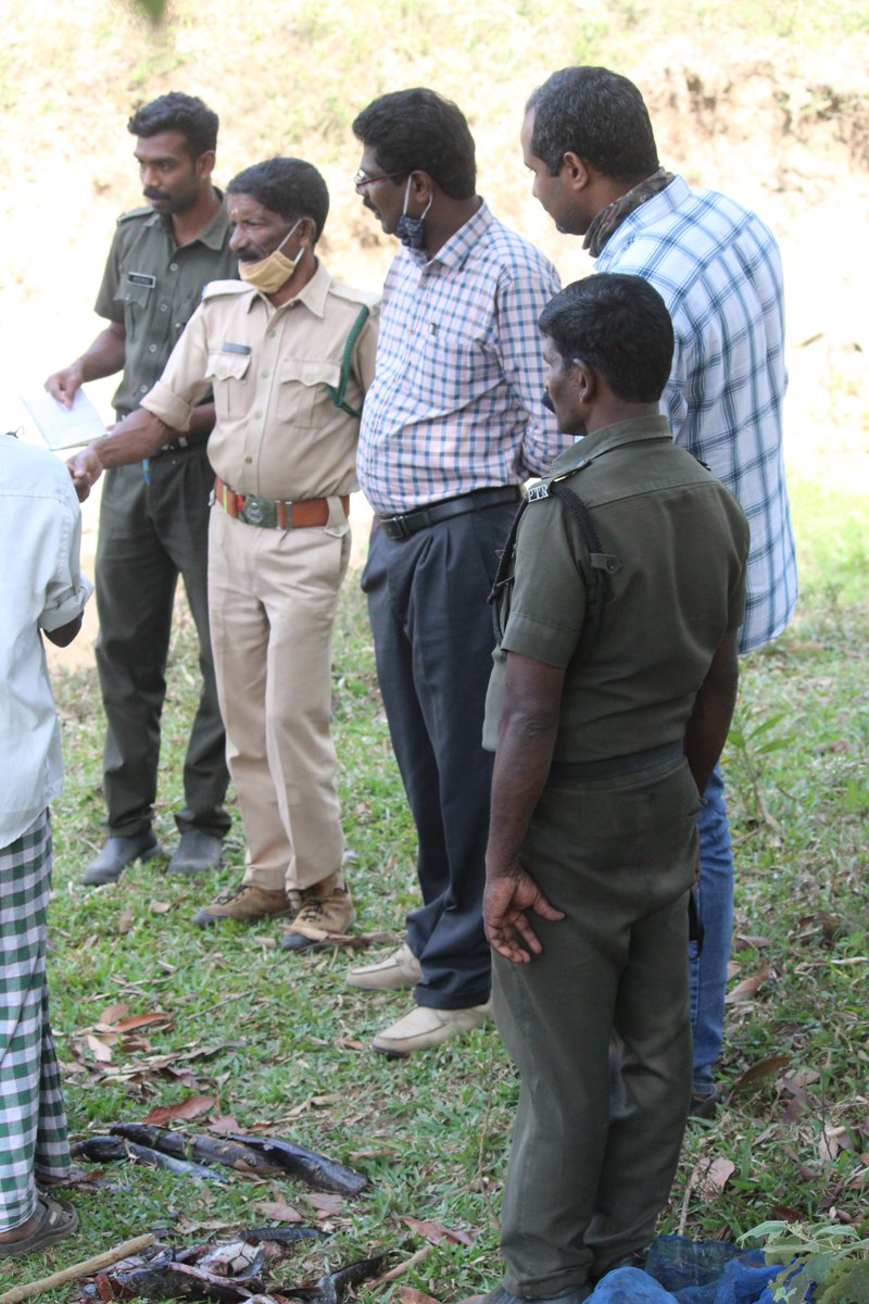 International Forestry Day campaign.
Cat Fish Eradication day 4.  490kgs of catfish so far and counting more. #wildlifemanagement #internationalforesteryday @ForestKerala @vivek4wild https://t.co/J79AJeCtL3