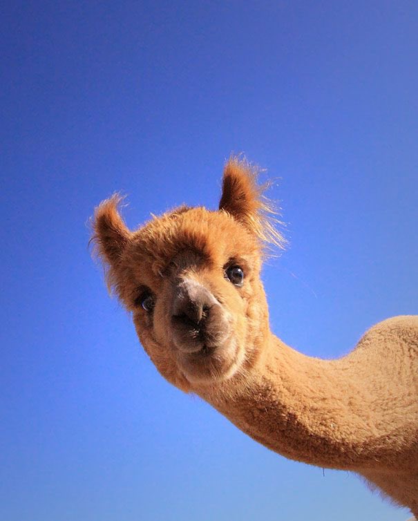 gracemondla's tweet photo. abro hilo con fotos de alpacas😋🦙 https://t.co/klHoS4x1kq