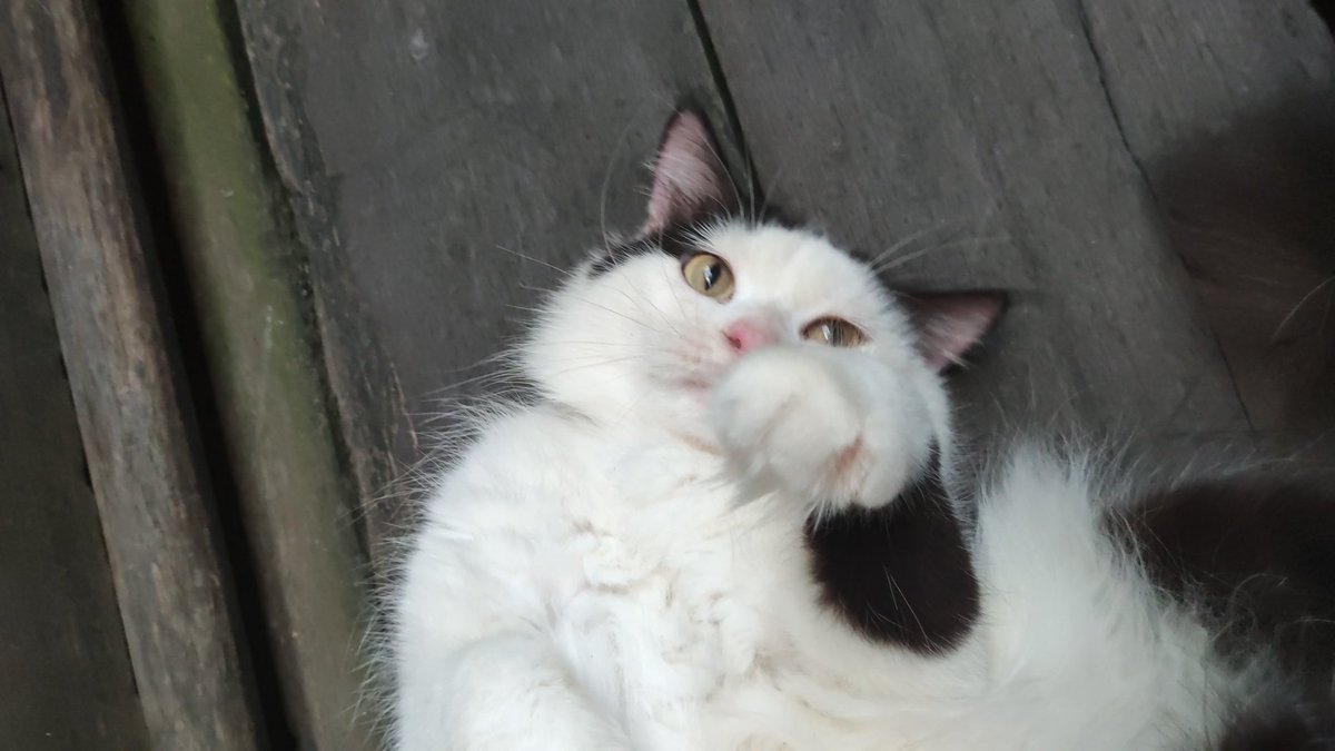 Sebelum pandemi udh work from home kok!! Gismocat <a href="/nggeikk/">anggi.</a>
 #CatsOfTwitter