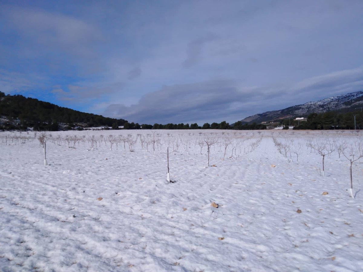 Las nevadas de esta madrugada en Alcoy nos dejan esta preciosa estampa en uno de nuestros cultivos de #pistachos.
