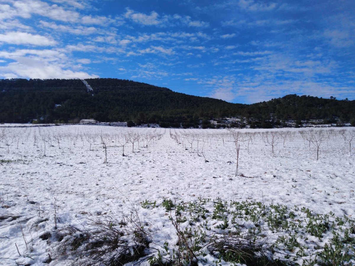 pistamed's tweet photo. Las nevadas de esta madrugada en Alcoy nos dejan esta preciosa estampa en uno de nuestros cultivos de #pistachos. https://t.co/IT4NY1KTwE