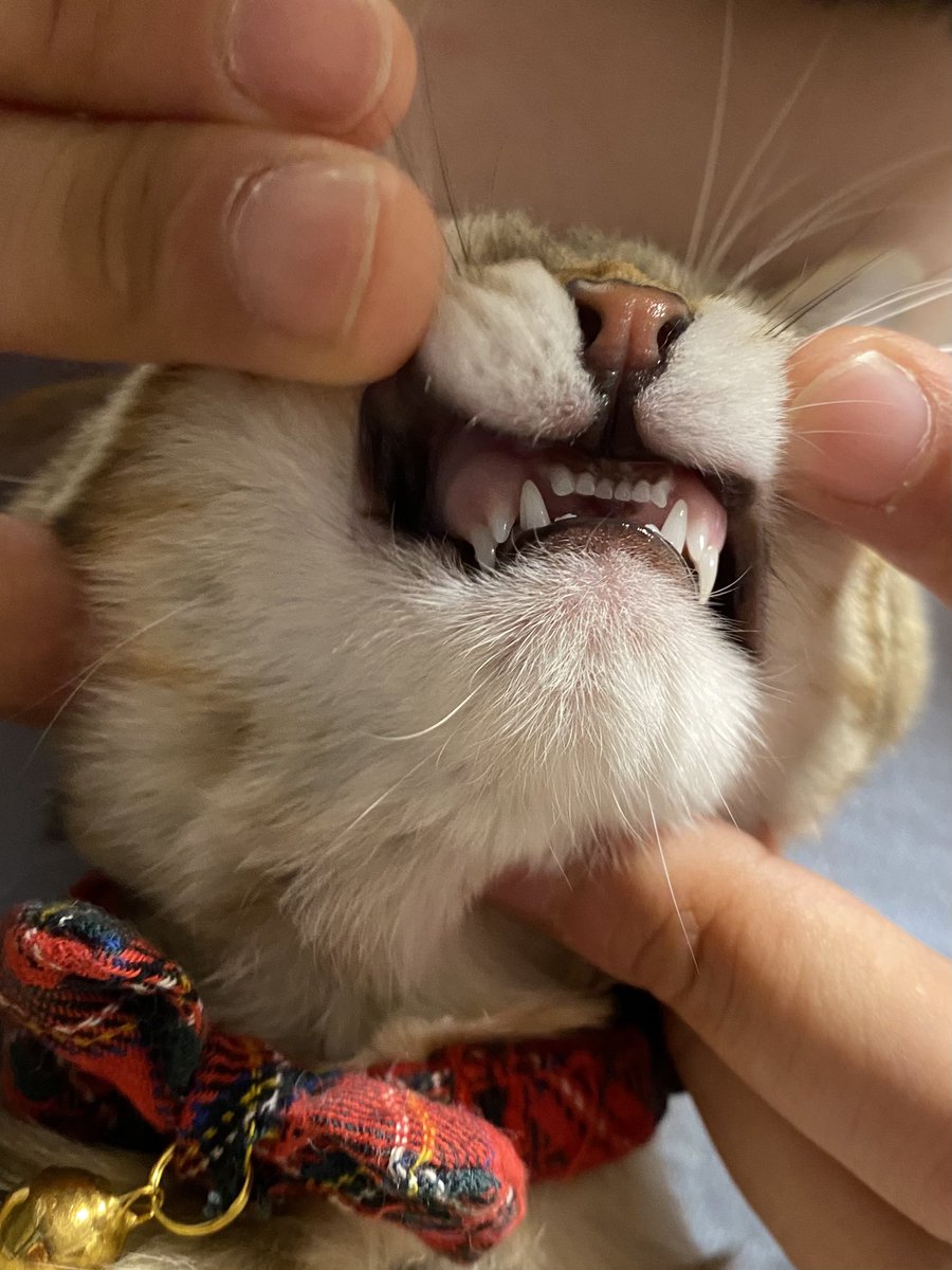 The3854's tweet photo. めきめき新しい歯が生えてきたの最高かわいい https://t.co/m7Twpo9gLE