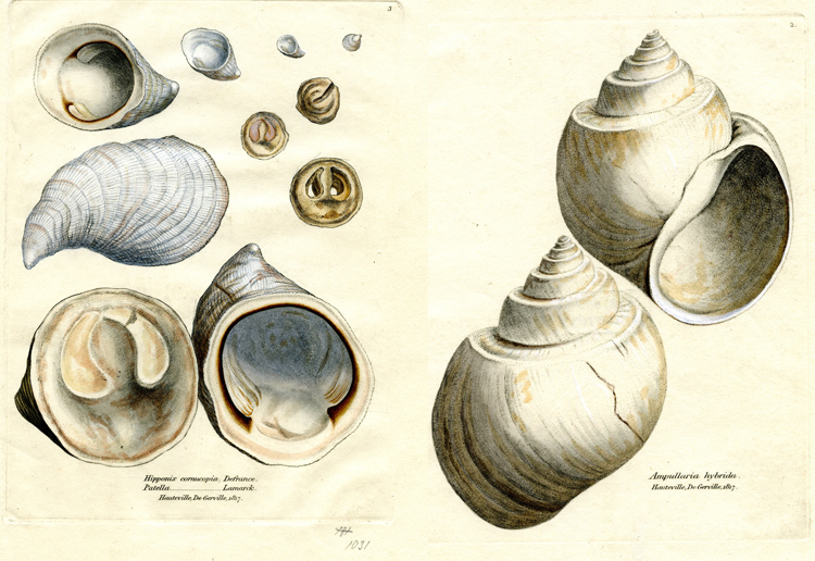 Happy #FossilFriday! These coloured etchings of fossil gastropods from Hauteville, France, date from 1817-19. Recently digitised from our collections, they are by the famous natural history illustrator James Sowerby 🐚

#FromTheArchives #Fossils #SciArt #geolibrary #geology