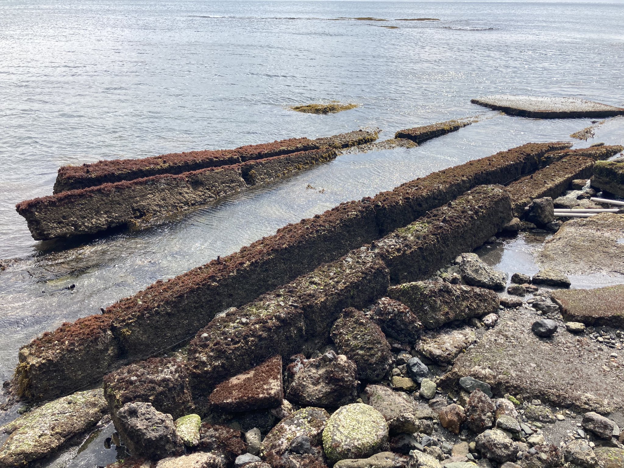 魚交（さめ） on Twitter 