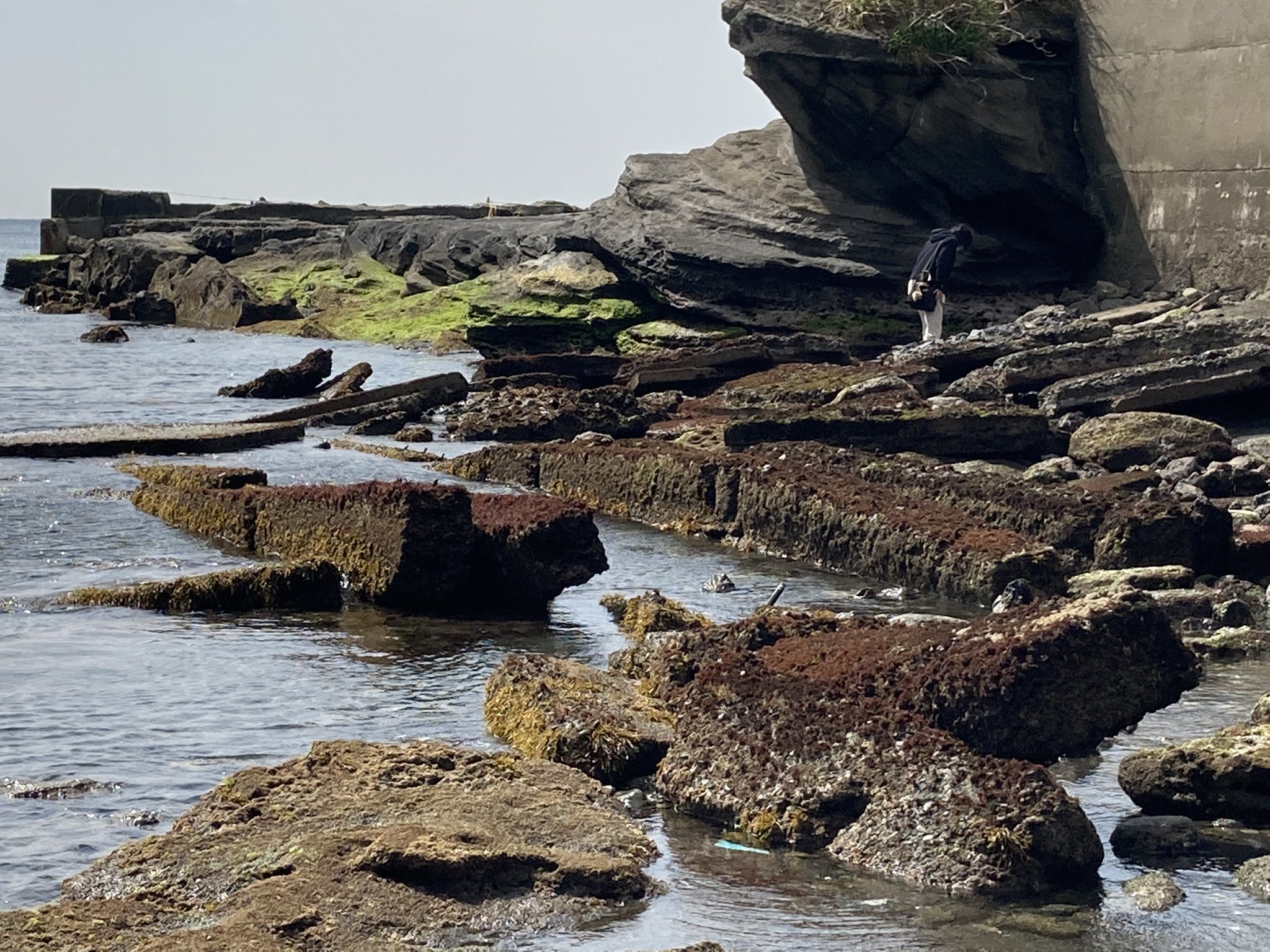 魚交（さめ） on Twitter 