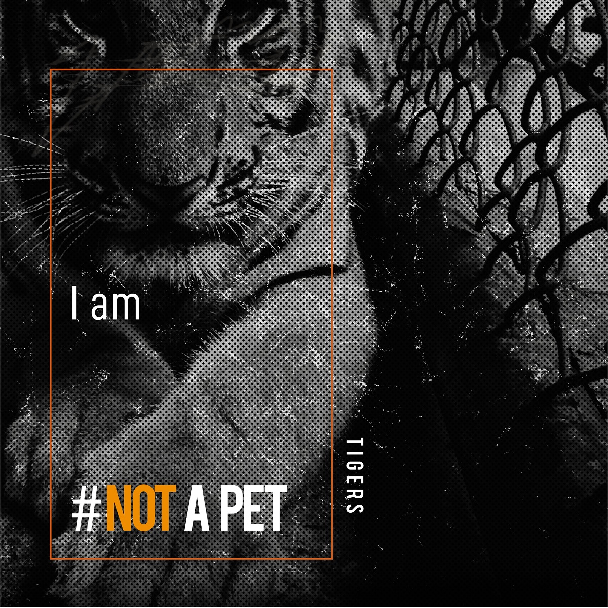 EIA_News's tweet photo. A year after #TigerKing, a new episode of the @wbnofficial series #NotAPet exposes the truth behind the illegal trade of #tigers. 

Watch it now on WaterBear at https://t.co/OGi6A4u0Eo (free sign-up)

Sign the petition to support proposed wildlife laws - https://t.co/F9ffynjUNH https://t.co/EcXtIXuHje