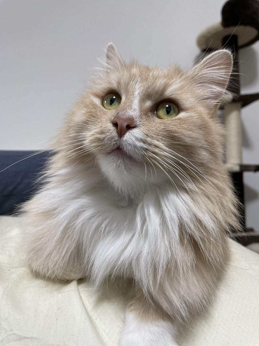 aquarius_Ginger's tweet photo. 可愛すぎるジンジャーちゃんを宜しくお願いします🐈 https://t.co/FgXGHTzzVn