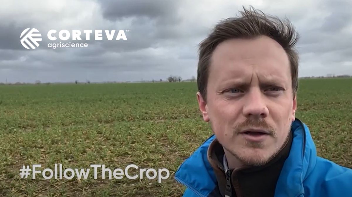 CortevaUK's tweet photo. Our 2nd #FollowTheCrop video is here! @HaylesScott is back in the field of #OSR talking about the crop progress and how Korvetto has performed 1 week after application. Watch now⏯️ https://t.co/fOeYlMRDxM 
👉Have you used #Korvetto?  Let us know how you get on. https://t.co/AII7Dpb34l