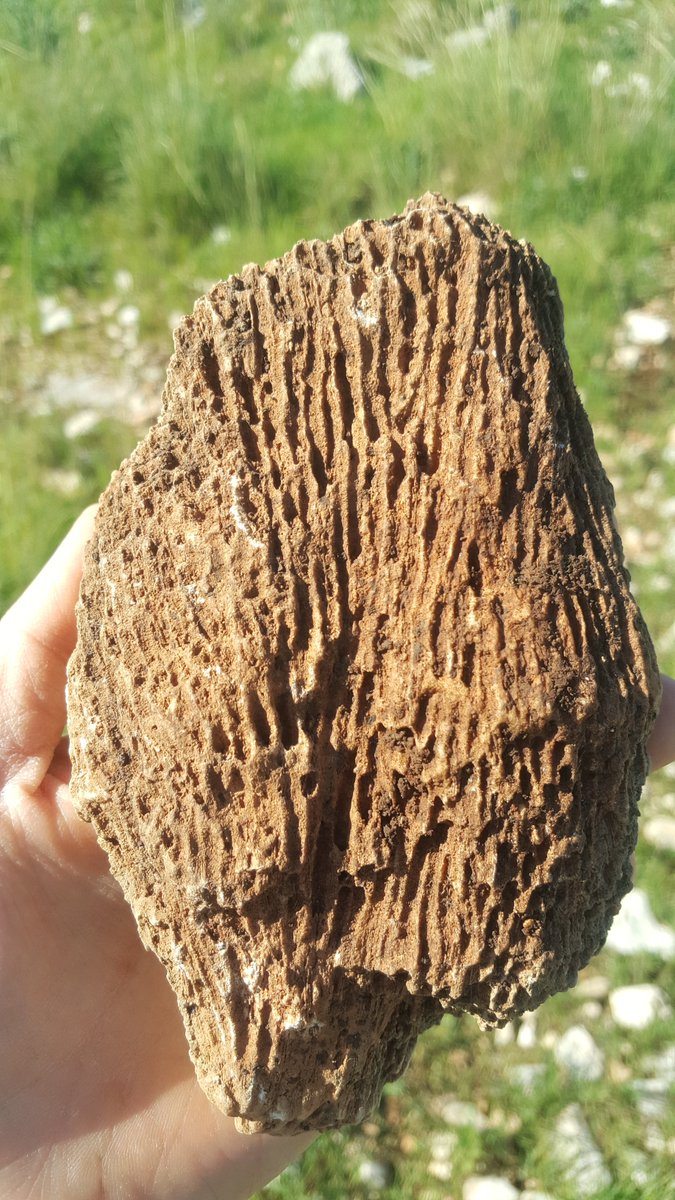 geokutuzov's tweet photo. Fossilized #coral from the #Cenomanian section near #Shoham, Central #Israel. Any suggestions of what family is it?
#FossilFriday https://t.co/kvkerDZ8N5