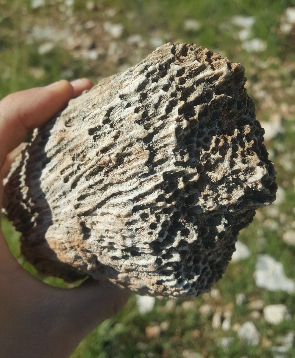 geokutuzov's tweet photo. Fossilized #coral from the #Cenomanian section near #Shoham, Central #Israel. Any suggestions of what family is it?
#FossilFriday https://t.co/kvkerDZ8N5