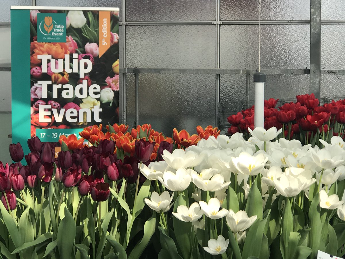 While the tulips are in full bloom in our greenhouse during the online #TulipTradeEvent, we see the first growth of the 2021 crop outside on the land. The weather is good and so is the soil. #tulips🌷 #flowerbulbs #vws #tuliptrade #FlowerShow