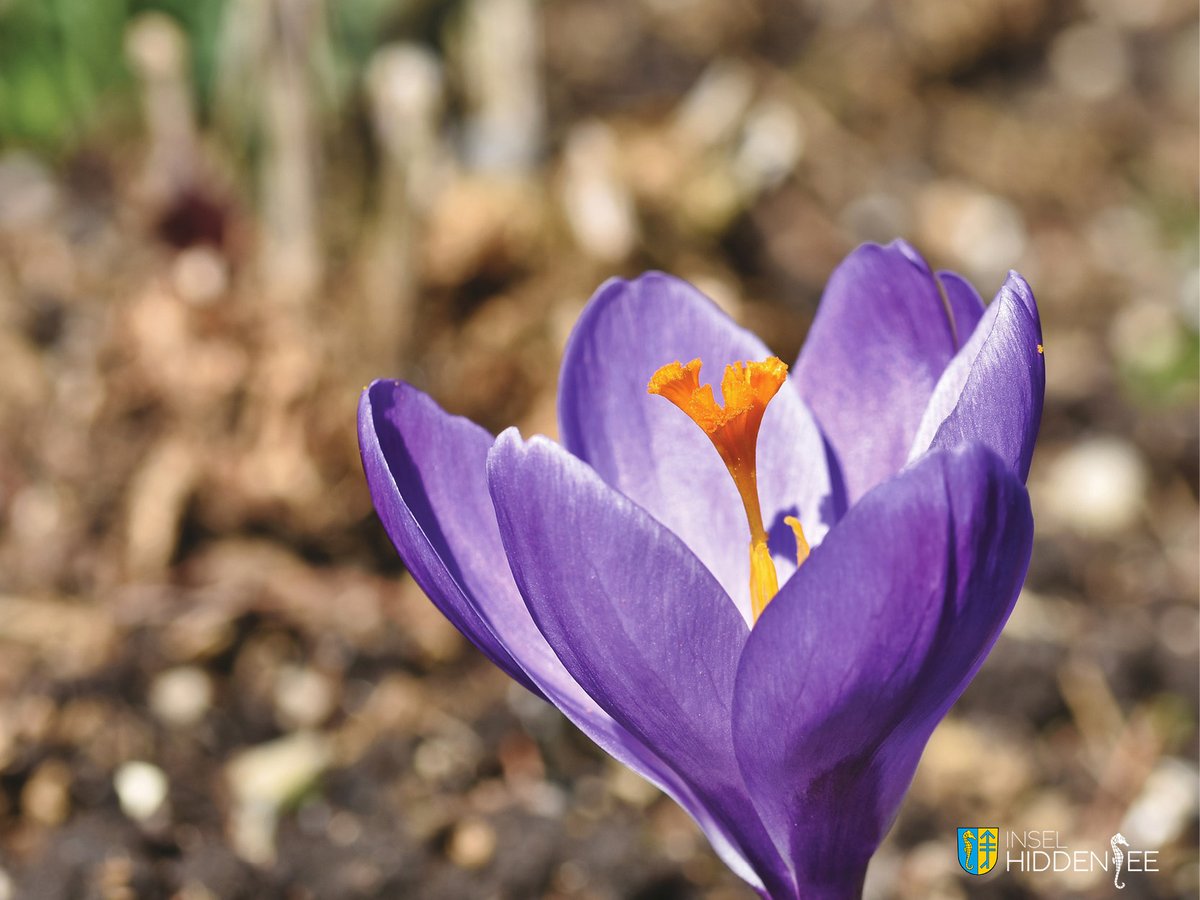 Guten Morgen!!! 

Heute ist der kalendarische Frühlingsanfang. Heute sind Tag und Nacht gleich lang. 

Wir freuen uns auf die wärmende Frühlingssonne, die ersten Blumen am Wegesrand. Auf die Zeit, wo wir auch wieder bei uns begrüßen dürfen.

#hiddensee #inselhiddensee #mvtutgut