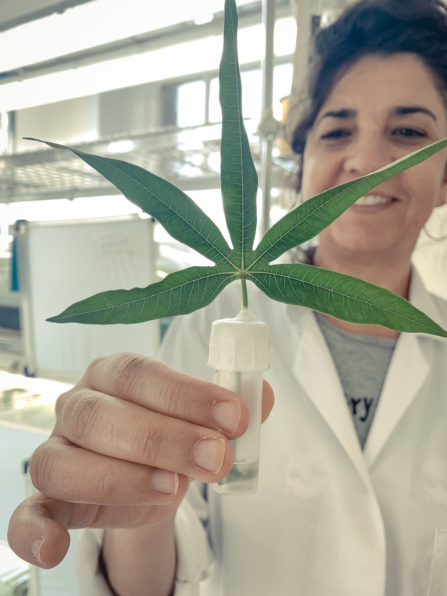 NRInstitute's tweet photo. Scientists of the African Cassava Whitefly Project (#ACWP) at @NRInstitute & @emblebi are proud to announce the public release of six whitefly genomes #openaccess, to help put a stop to this global pest➡️https://t.co/rdvoyGvEj9 https://t.co/Go3VRbA9jq