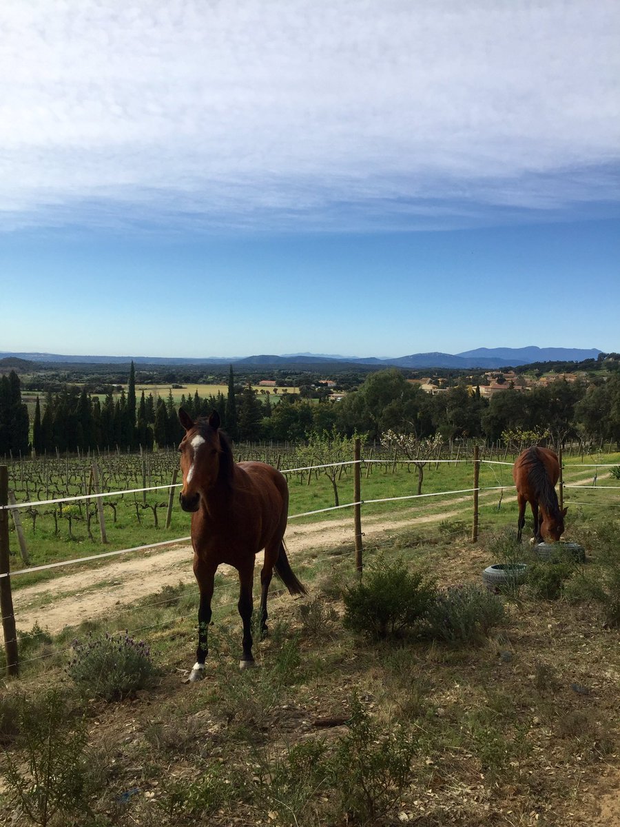 masiaserra's tweet photo. L’arribada de la Houston i la Góndola ens ha omplert de felicitat❤️.
Ara gaudirem d’aquests éssers tan especials, cuidant-les, mimant-les, i compartint tranquil·les passejades entre vinyes😍.
Benvingudes a casa ❗️
#eugues #horselover #masiaserra #natura #vinyes #entrevinyes https://t.co/moG3zA6BRM