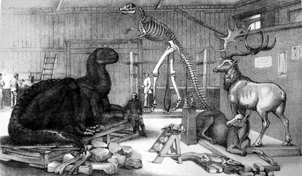 Naomi_Daw's tweet image. The dinosaurs created by Benjamin Waterhouse Hawkins for Crystal Palace Park were so popular he was recruited by the Commissioners of Manhattan in 1868. They asked him to create a ‘Paleozoic Museum’ for Central Park to  bring America’s prehistoric past to life. #FossilFriday #NYC