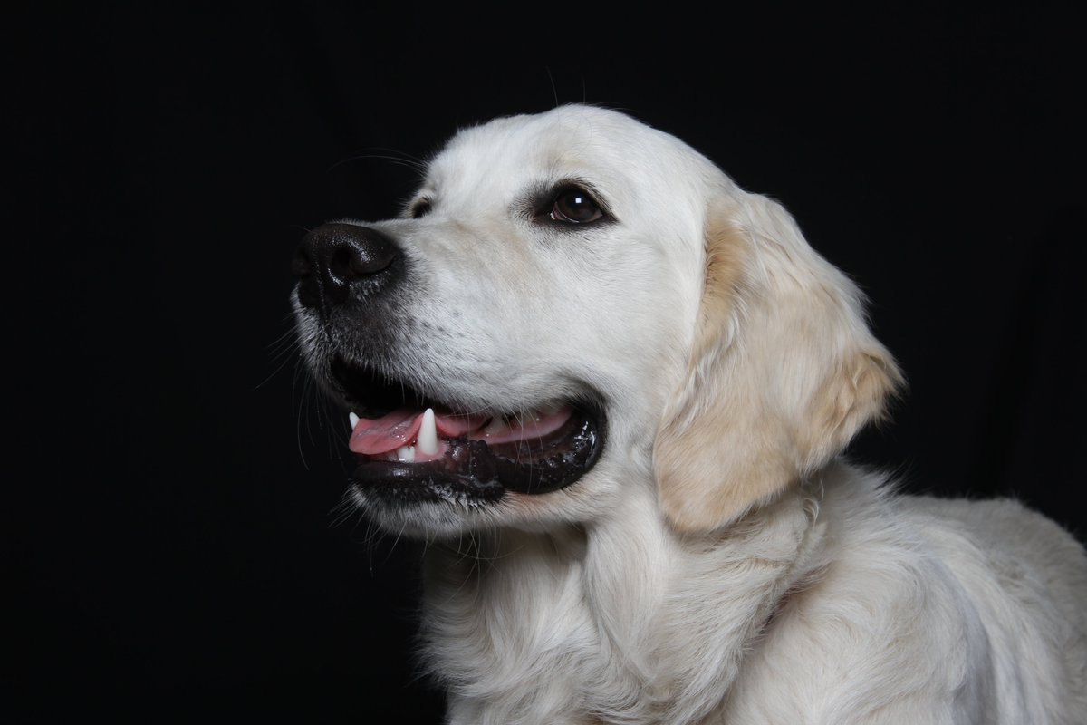 BVS London tweet media