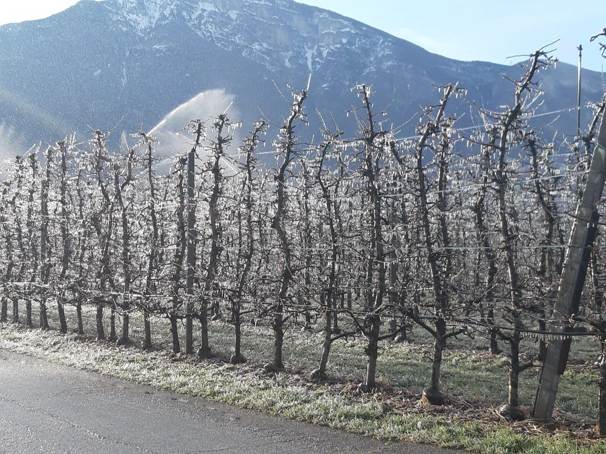 Gelate primaverili, FEM allerta in tempo reale con app, sms e web. Lo scorso anno sono stati inviati agli utenti circa 500 allarmi per un totale di 60.000 sms. fmach.it