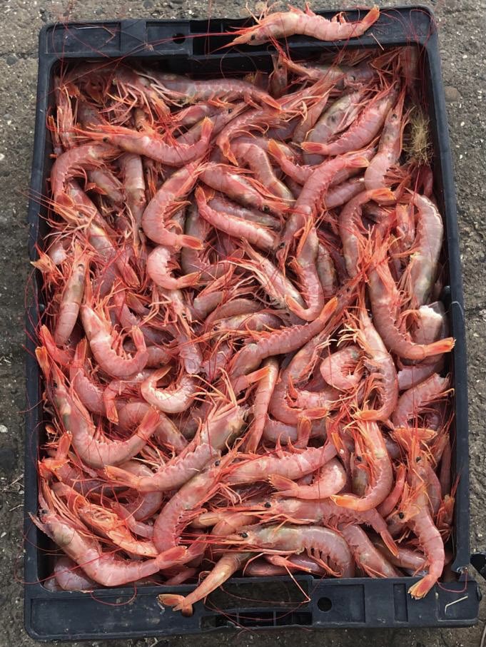 Terminando la zafra de Langostino 2020/2021, destacamos el éxito que ha tenido para todo el sector en términos de capturas y el acierto de las políticas pesqueras de la <a href="/SecPescaCht/">Secretaría de Pesca</a> frente a la Pandemia. Una vez mas, el trabajo en conjunto muestra extraordinarios resultados