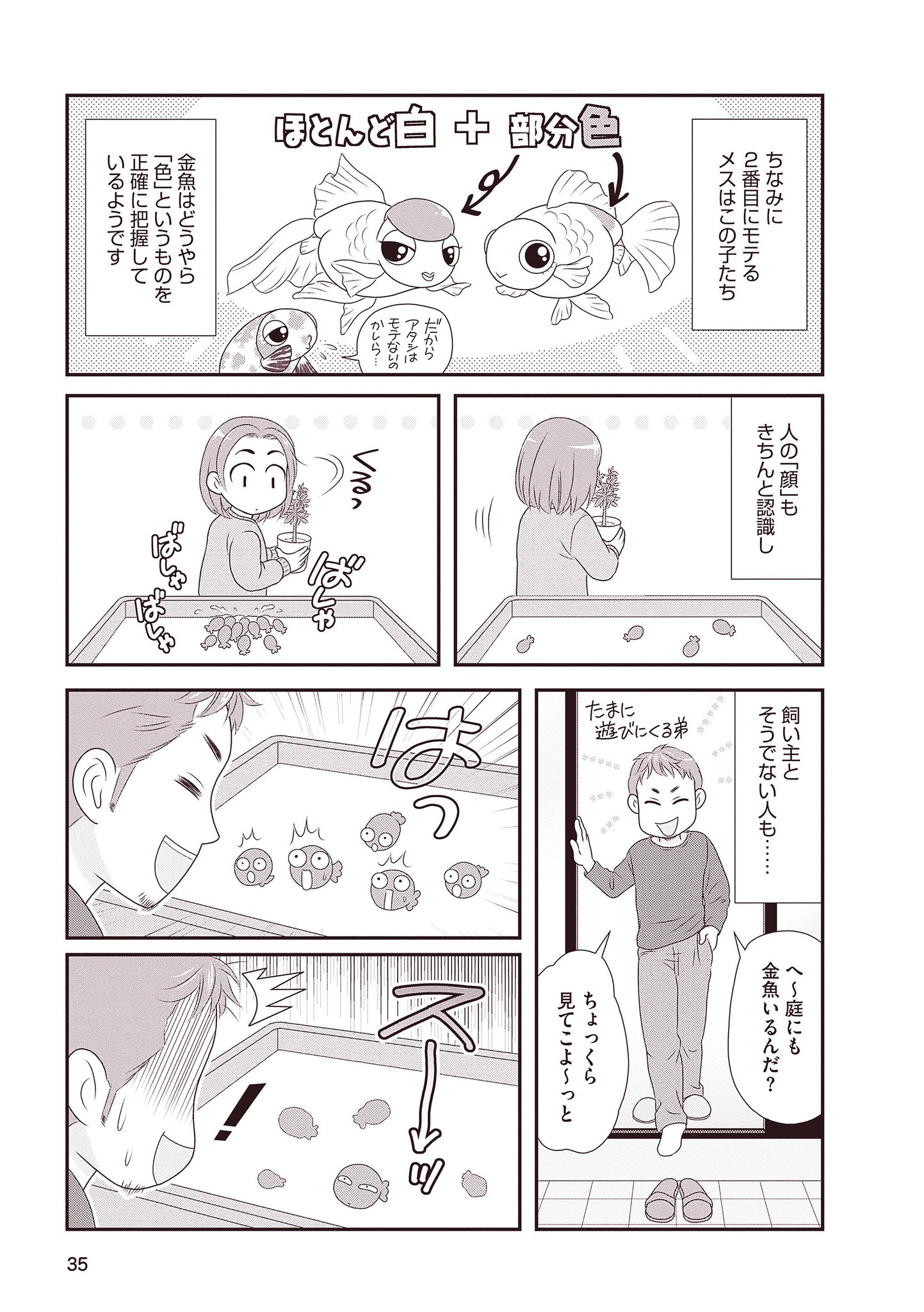 マンガよもんが 金魚に首ったけ 公開中 日本人に一番親しまれている観賞魚 金魚 30匹以上の金魚 を 本気 で飼育している独身アラフォーの作者が 金魚の秘密たっぷり教えます 続きはこちらから T Co Fv6egybdx6 マンガよもんが 漫画