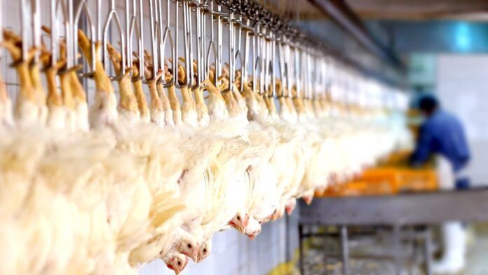 NewsGrocery's tweet photo. Do you care how your chicken is killed?
#wholefoods #slaughterhouse
https://t.co/DNysIW9T7S https://t.co/aAvSCzvj4U