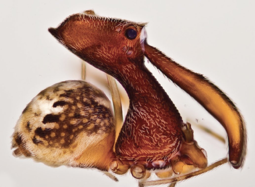 NMNH_Entomology (@nmnh_entomology) on Twitter photo #TaxonomistAppreciationDay
<a href="/NMNH/">Smithsonian NMNH</a> spider curator Dr. Hannah Wood recently described Eriauchenius zirafy. This is 1/18 sps Wood & Scharff described in 2018.
This unusual look is due to their unique predatory behavior: the long “jaws” are used to attack other spiders at a distance #TaxonomistAppreciationDay
<a href="/NMNH/">Smithsonian NMNH</a> spider curator Dr. Hannah Wood recently described Eriauchenius zirafy. This is 1/18 sps Wood & Scharff described in 2018.
This unusual look is due to their unique predatory behavior: the long “jaws” are used to attack other spiders at a distance