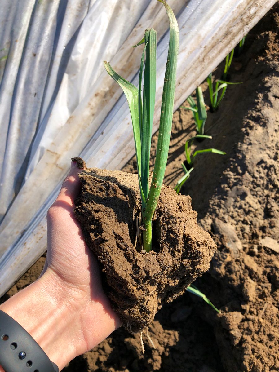 Het zonnige weer van vandaag zorgt meteen voor mooie temperaturen onder het doek, deze prei is al flink aan de groei!