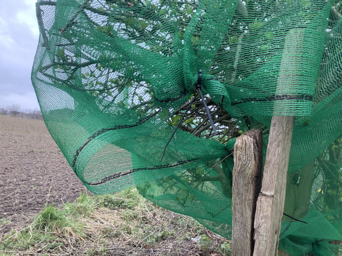 NorfolkBea's tweet photo. New entry for the #MapOfShame ,#Tamworth B79 7UA ,a constituency represented by Minister of State For Housing @ChrisPincher Poorly installed & inadequately maintained netting poses a danger to wildlife at https://t.co/4SRGXoG0LK We must get those #NetsDownForNature #NestsNotNets https://t.co/uhs4xdvrIo