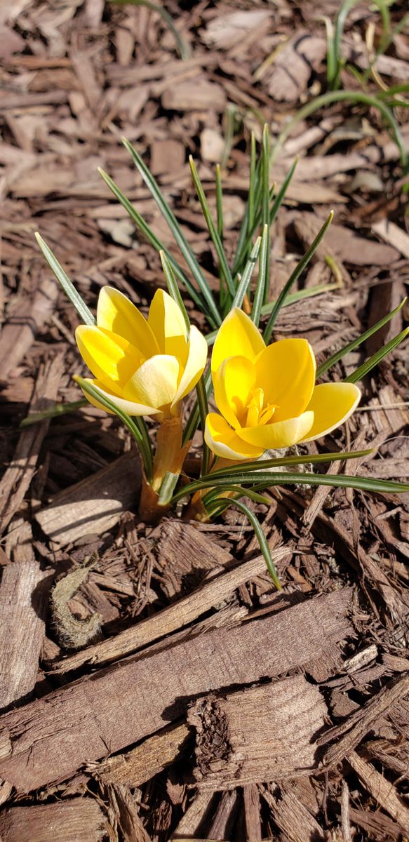 emilyCoding's tweet image. The crocus are blooming in my garden! One positive about the pandemic is that I found my love for gardening.  It has helped me immensely in regulating my nervous system💕💕