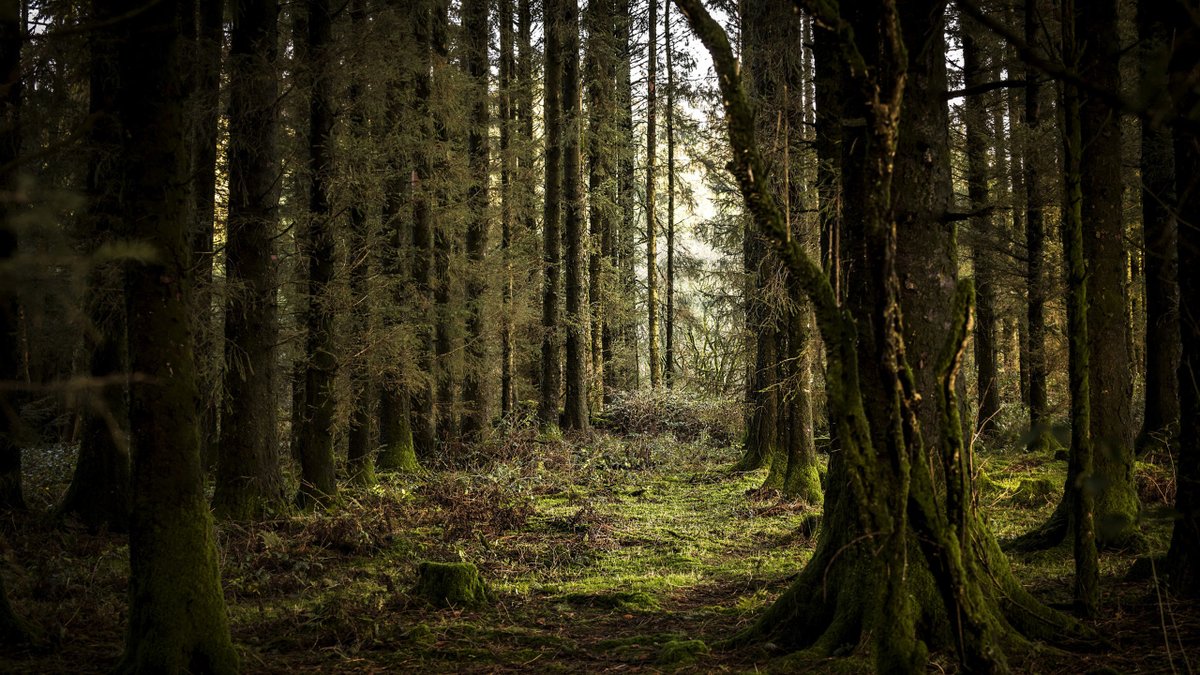 tortoise's tweet image. In her #SlowView, @calflyn tells us why we as humans need to back up and get out of nature’s way. If we do that, millions of trees might just start planting themselves across Britain. 

Read here: torto.se/3r1lE7F