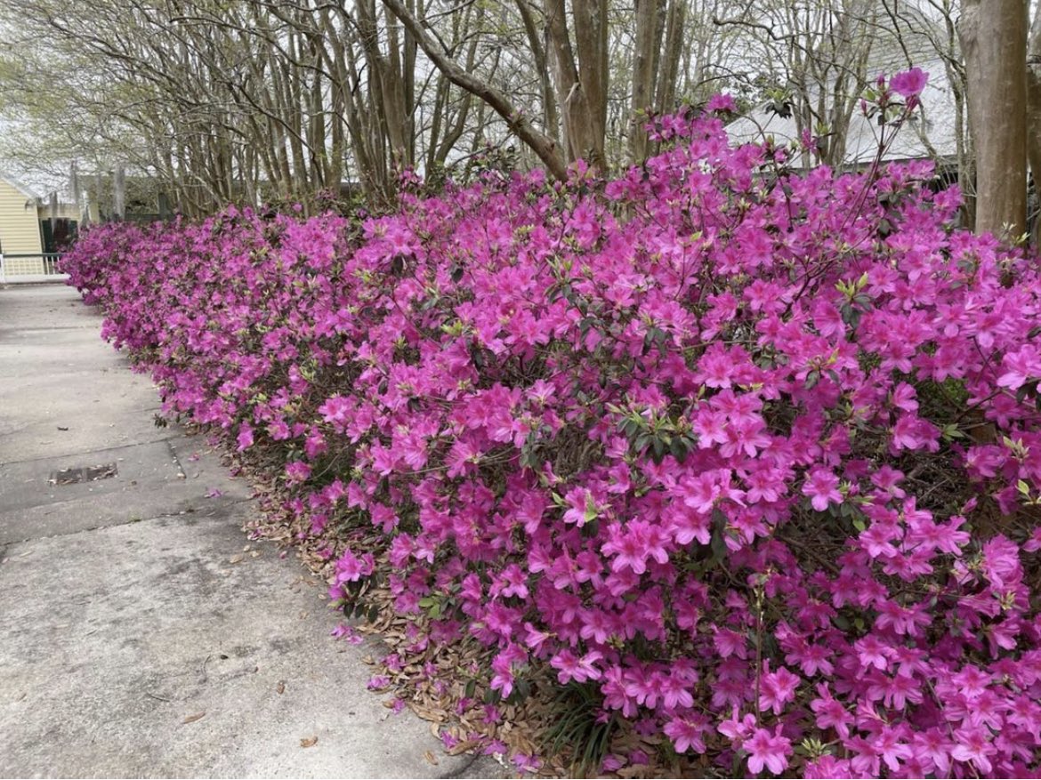 Venez voir les azalées à Vermilionville. 
Come see the azaleas at Vermilionville.