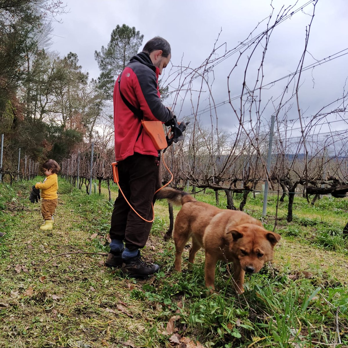 adegascelme's tweet photo. Moitas felicidades a todos os Papás!!! (especialmente os papás viticultores) E a todas Xosefas, Xosés, Pepas e Pepes!! 

Un brinde para todos eles e para calquera en xeral que hoxe teña algo que celebrar 🥂

#felicidadespapá #diadopai #diadelpadre #enoturismo #ecolóxico https://t.co/npmsSMpBM2