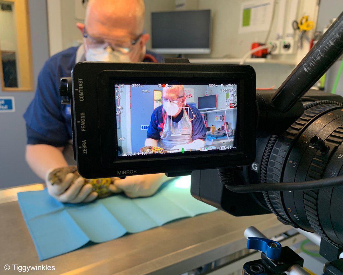 TiggywinklesUK's tweet photo. We are very excited to announce that we will be featured in @ITV's #LoveYourWeekend with Alan Titchmarsh this Sunday! Watch the episode at 10am to see some of the lifesaving work we get up to behind-the-scenes. https://t.co/WasKQycgMl