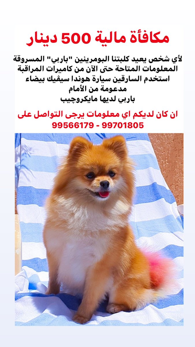 nouriahalshatti's tweet photo. Our Stolen Pomeranian Dog Barbie is Still Missing 🙏🏼 #bringbarbiehome https://t.co/Qo1lxwxps7
