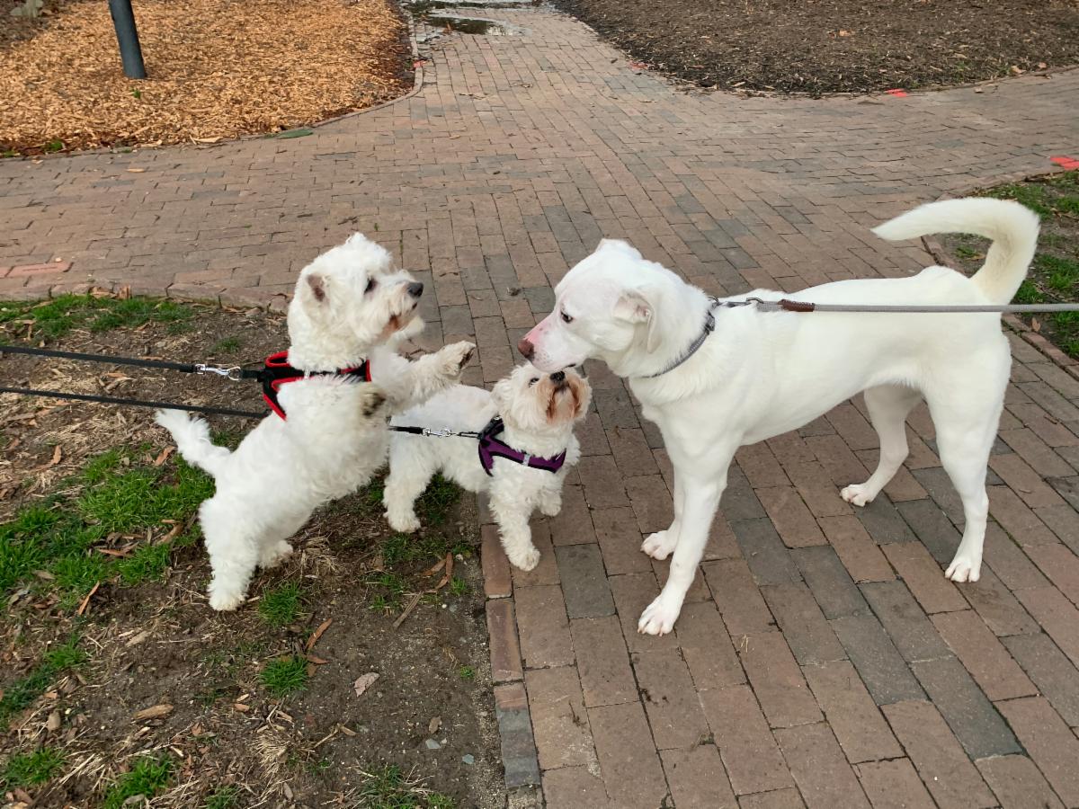 FourthWardCLT's tweet photo. ATTENTION DOG OWNERS! 
Today is the last day to complete the Dog Survey. Please click on the link and take the survey today. Thank you! https://t.co/oRGJJsbObc 
#FourthWardCLT
#FourthWardDogPark https://t.co/9cOsqYIR3n