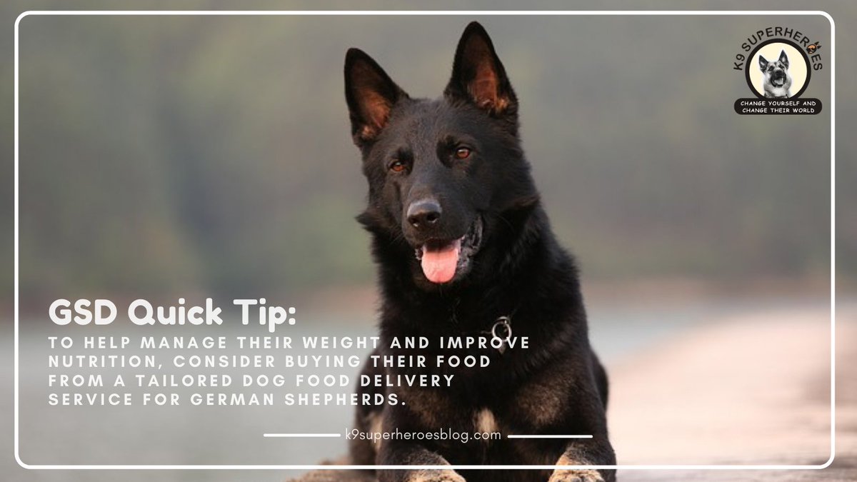 How do you manage your GSD's weight and improve their nutrition? 

⁠
#germanshepherd #germanshepherds #germanshepherdpuppy #germanshepherdpup #germanshepherddog #gsd #gsdofinstagram #gsdpuppy #gsdlife #gsdlove #germanshepherdsofinstagram #germanshepherdpuppies
