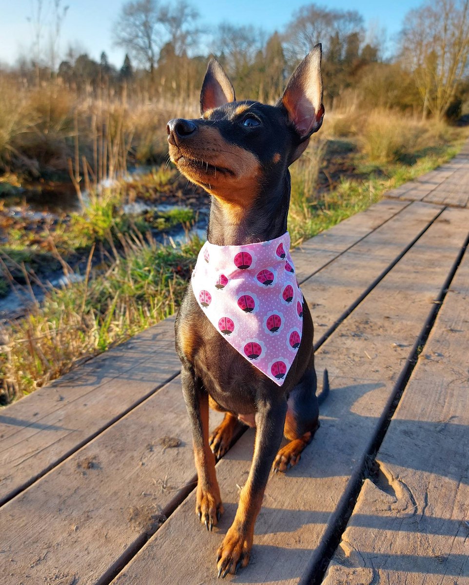 mannsbestfrien3's tweet photo. Pink lady bug double sided collar bandana. Available in small only.
#dogfashionista #lovedogs #smallbiz #smalldogs https://t.co/OFInODTARI