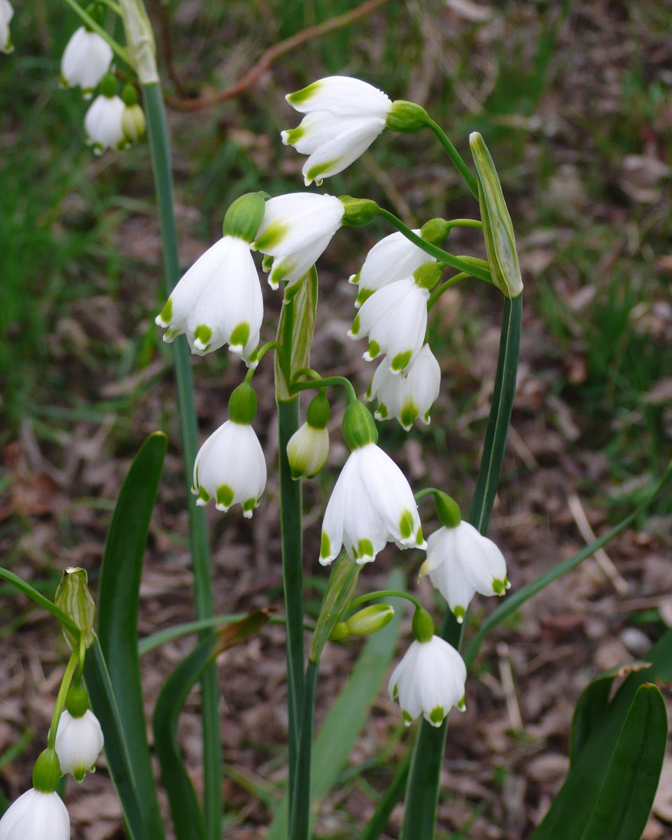 SLGardens's tweet photo. The meadow has clumps of Summer Snowflakes, Leucojum aestivum ,in flower at the moment. I am amazed that they seem to survive in even the wettest places
#Britishnative #wildflower #meadow #spring #springbulbs #organic #RHSPartnerGarden #YorkshireGardens https://t.co/kDuald3E1O