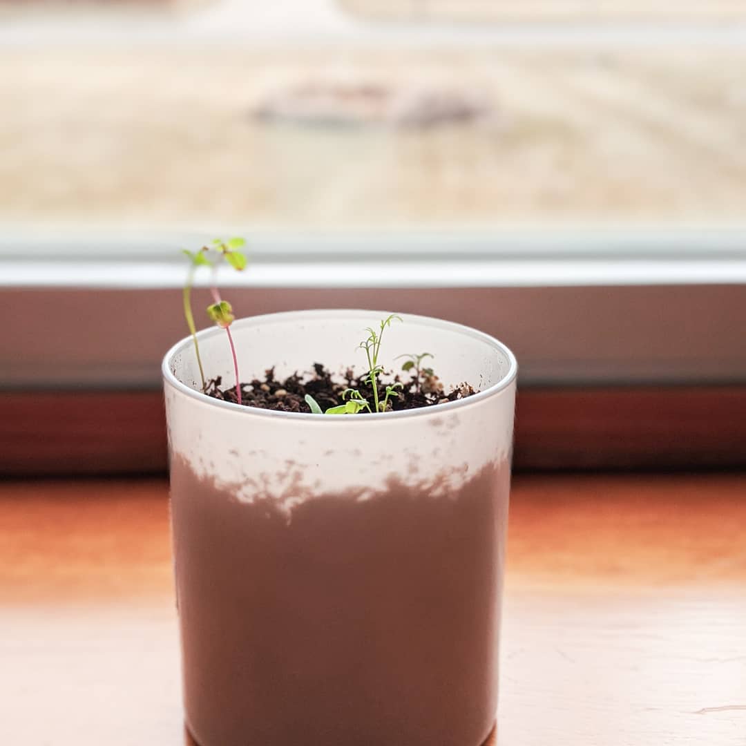 Our seed infused dust cover is growing. So fun to be able to burn a candle and then it turns into a cute little flower pot.

#sustainability #plantyourownflowers #becreative #homedecorations #homefragrance #candlelovers #seedinfusedpaper #botanicalpaperworks #fargonorthdakota