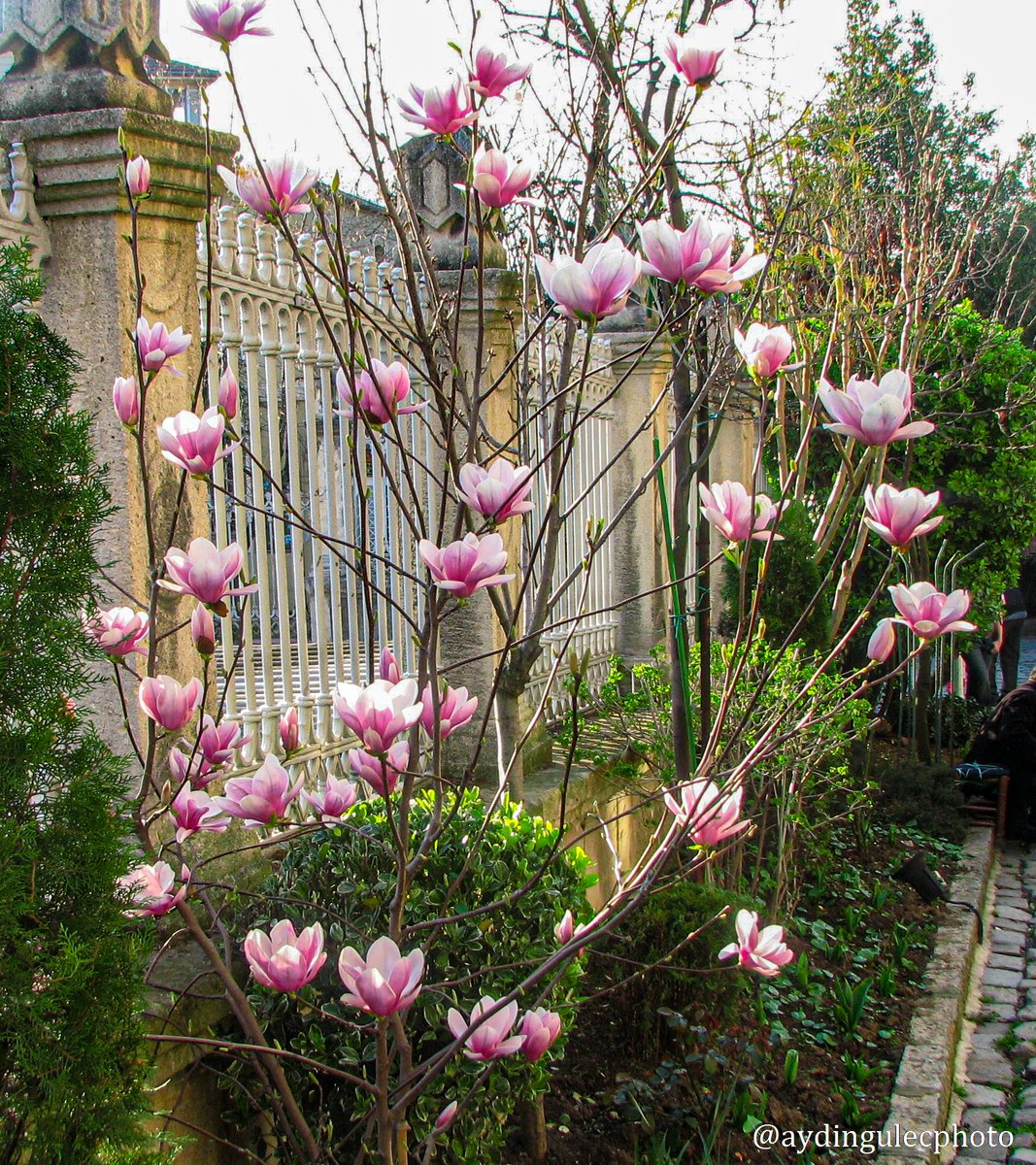 Magnolia x soulangeana, the saucer magnolia.

#photography #fotografia #photographer #flower #flowers #flora #flores #flowerphotography #white #pink #maroon #magnolia #magnoliasoulangeana #fridaymorning